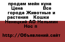 продам мейн куна › Цена ­ 15 000 - Все города Животные и растения » Кошки   . Ненецкий АО,Нельмин Нос п.